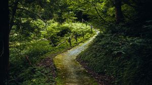 Preview wallpaper path, forest, trees, plants, nature