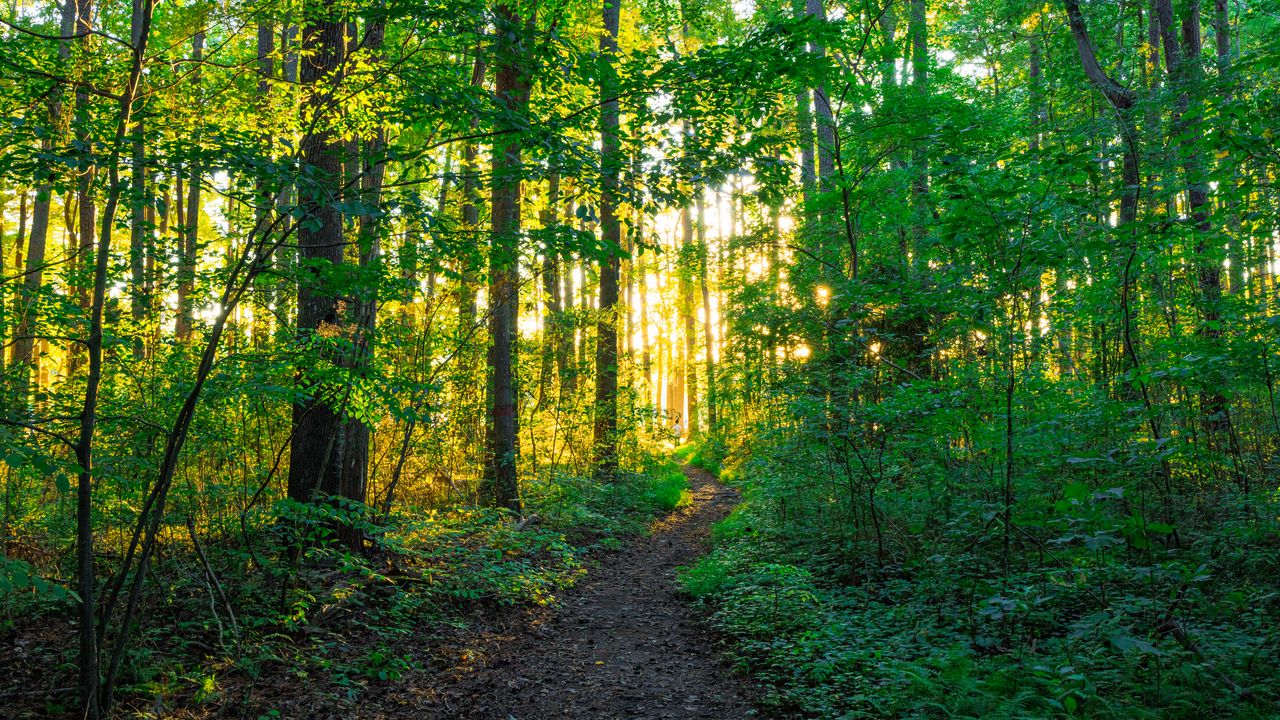 Wallpaper path, forest, trees, sunlight, nature