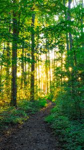 Preview wallpaper path, forest, trees, sunlight, nature