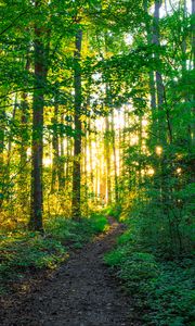 Preview wallpaper path, forest, trees, sunlight, nature