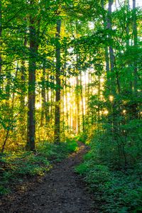 Preview wallpaper path, forest, trees, sunlight, nature