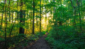 Preview wallpaper path, forest, trees, sunlight, nature