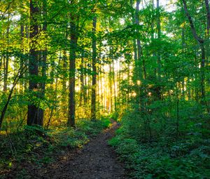 Preview wallpaper path, forest, trees, sunlight, nature