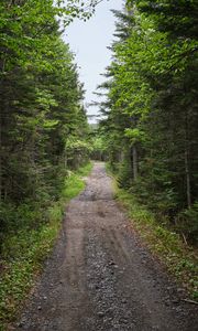 Preview wallpaper path, forest, trees, alley, nature