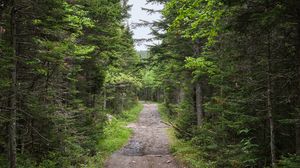 Preview wallpaper path, forest, trees, alley, nature