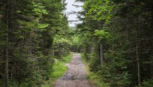 Preview wallpaper path, forest, trees, alley, nature