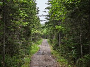 Preview wallpaper path, forest, trees, alley, nature