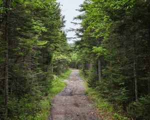 Preview wallpaper path, forest, trees, alley, nature