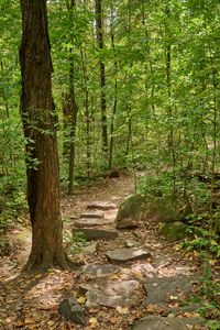 Preview wallpaper path, forest, trees, autumn, fallen leaves