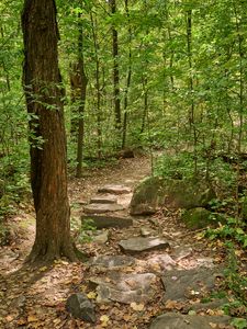 Preview wallpaper path, forest, trees, autumn, fallen leaves