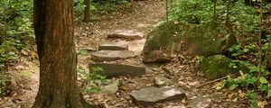 Preview wallpaper path, forest, trees, autumn, fallen leaves