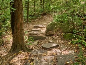 Preview wallpaper path, forest, trees, autumn, fallen leaves