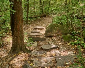 Preview wallpaper path, forest, trees, autumn, fallen leaves