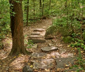 Preview wallpaper path, forest, trees, autumn, fallen leaves