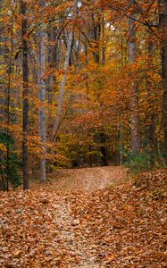 Preview wallpaper path, forest, trees, fallen leaves, autumn