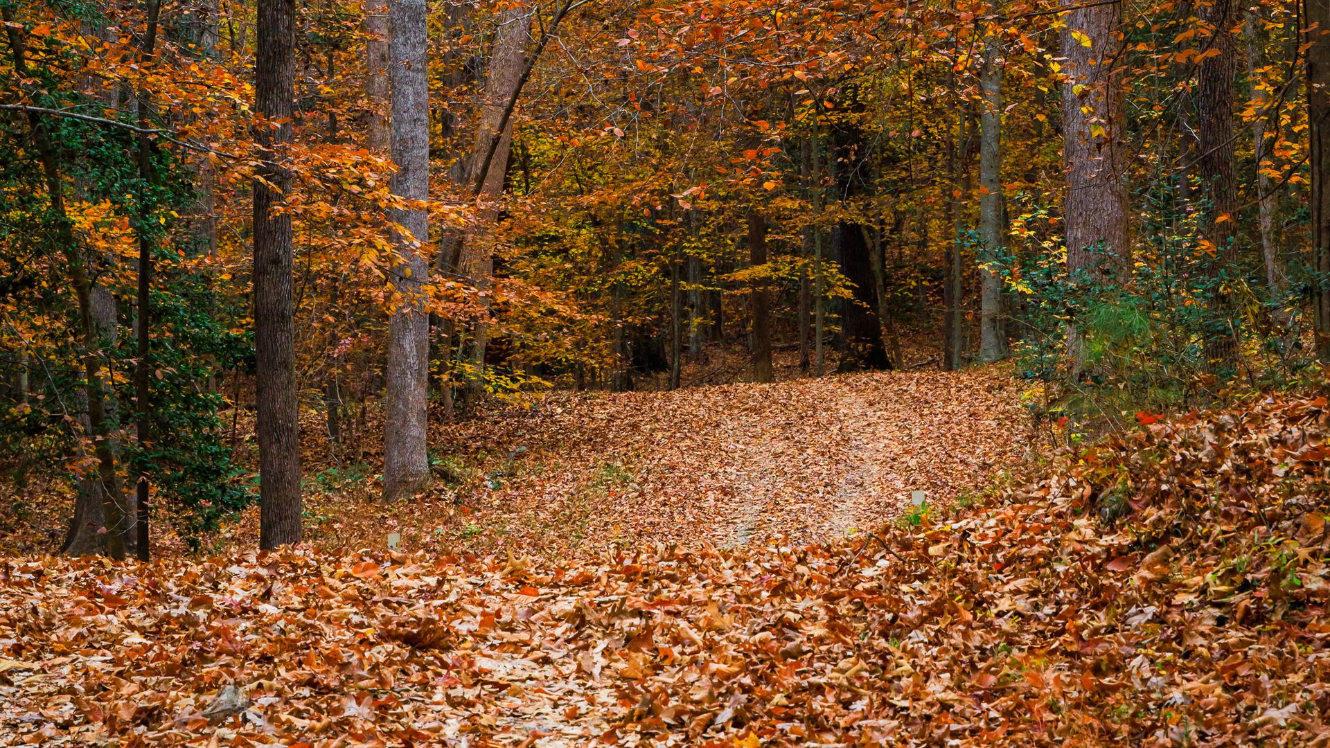 1920x1080 Wallpaper path, forest, trees, <b>fallen</b> <b>leaves</b>, autumn.