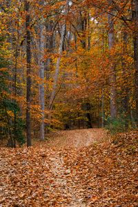Preview wallpaper path, forest, trees, fallen leaves, autumn