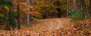 Preview wallpaper path, forest, trees, fallen leaves, autumn