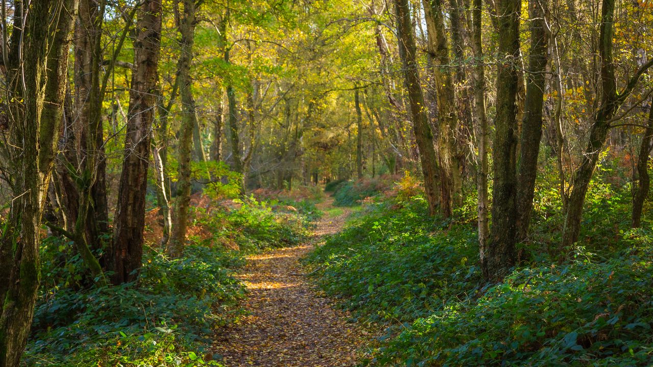Wallpaper path, forest, trees, park, fallen leaves, autumn
