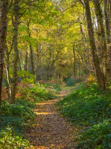 Preview wallpaper path, forest, trees, park, fallen leaves, autumn