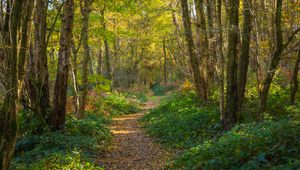 Preview wallpaper path, forest, trees, park, fallen leaves, autumn