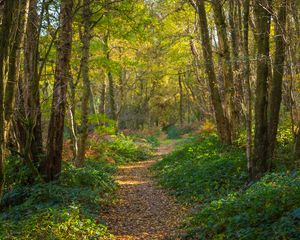 Preview wallpaper path, forest, trees, park, fallen leaves, autumn