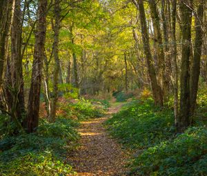 Preview wallpaper path, forest, trees, park, fallen leaves, autumn