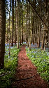 Preview wallpaper path, forest, trees, flowers, landscape, nature