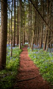 Preview wallpaper path, forest, trees, flowers, landscape, nature