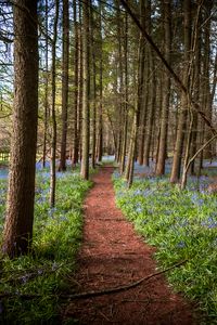 Preview wallpaper path, forest, trees, flowers, landscape, nature