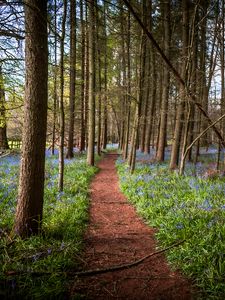 Preview wallpaper path, forest, trees, flowers, landscape, nature