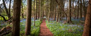 Preview wallpaper path, forest, trees, flowers, landscape, nature