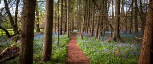 Preview wallpaper path, forest, trees, flowers, landscape, nature