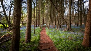 Preview wallpaper path, forest, trees, flowers, landscape, nature