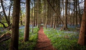 Preview wallpaper path, forest, trees, flowers, landscape, nature