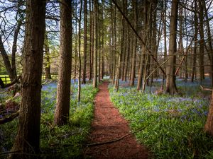 Preview wallpaper path, forest, trees, flowers, landscape, nature