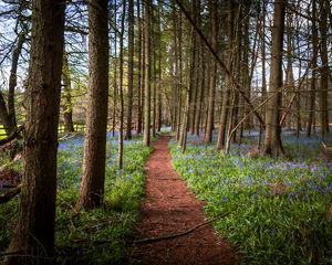 Preview wallpaper path, forest, trees, flowers, landscape, nature