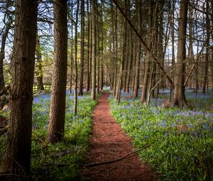 Preview wallpaper path, forest, trees, flowers, landscape, nature