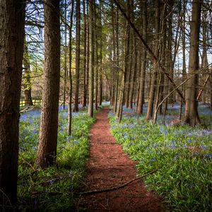 Preview wallpaper path, forest, trees, flowers, landscape, nature