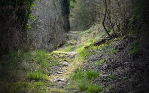 Preview wallpaper path, forest, trees, nature, web