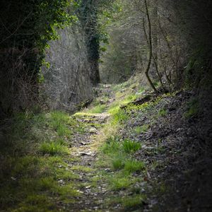 Preview wallpaper path, forest, trees, nature, web