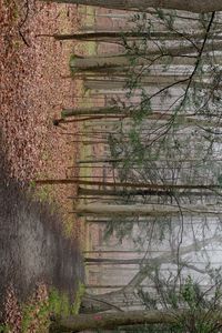 Preview wallpaper path, forest, trees, fallen leaves, autumn, nature