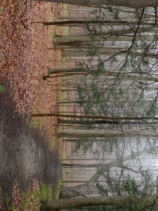 Preview wallpaper path, forest, trees, fallen leaves, autumn, nature