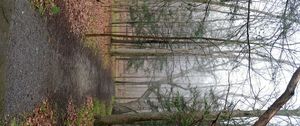 Preview wallpaper path, forest, trees, fallen leaves, autumn, nature
