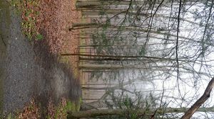 Preview wallpaper path, forest, trees, fallen leaves, autumn, nature