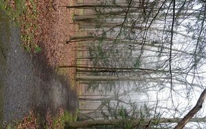 Preview wallpaper path, forest, trees, fallen leaves, autumn, nature