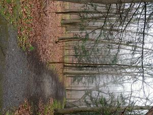 Preview wallpaper path, forest, trees, fallen leaves, autumn, nature