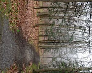 Preview wallpaper path, forest, trees, fallen leaves, autumn, nature
