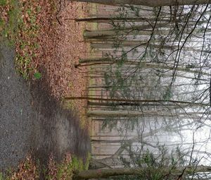 Preview wallpaper path, forest, trees, fallen leaves, autumn, nature