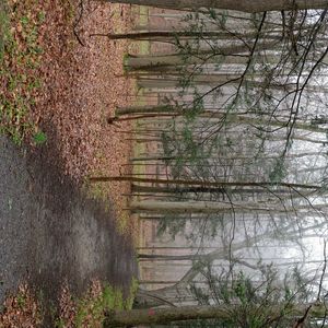 Preview wallpaper path, forest, trees, fallen leaves, autumn, nature